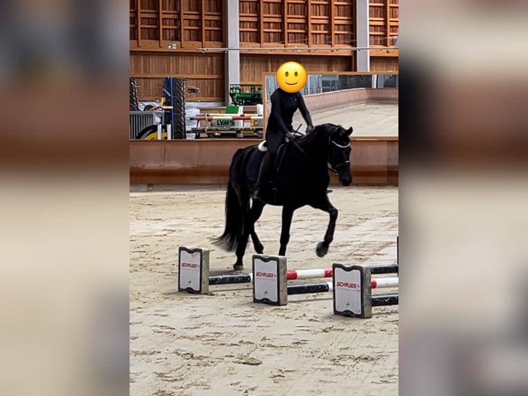 Westfaliano Castrone 7 Anni 170 cm Morello in Münster