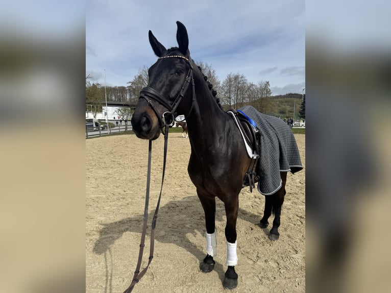 Westfaliano Castrone 7 Anni 171 cm Baio scuro in Hagen