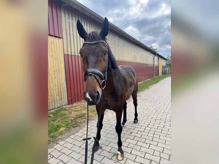 Westfaliano Castrone 7 Anni 172 cm Baio in Sendenhorst