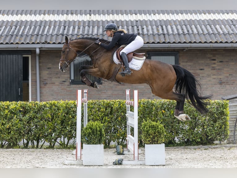 Westfaliano Castrone 7 Anni 172 cm Baio in Waddinxveen