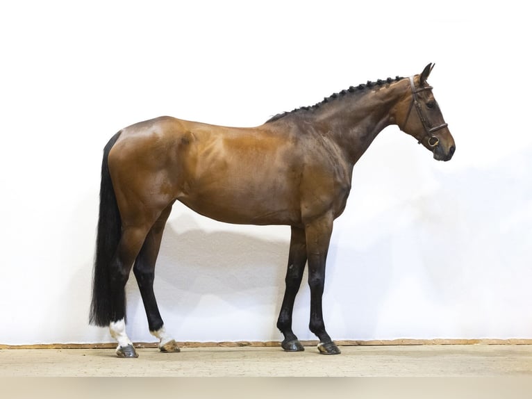 Westfaliano Castrone 7 Anni 172 cm Baio in Waddinxveen