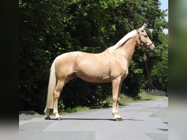 Westfaliano Castrone 7 Anni 172 cm Palomino in Verl