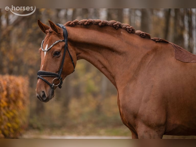 Westfaliano Castrone 7 Anni 172 cm Sauro scuro in Wehringen