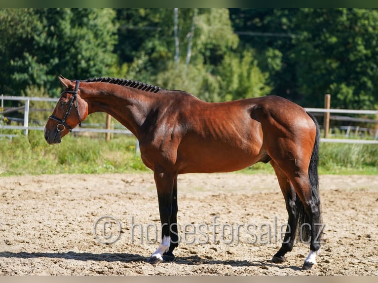 Westfaliano Castrone 7 Anni 173 cm Baio in Tabor