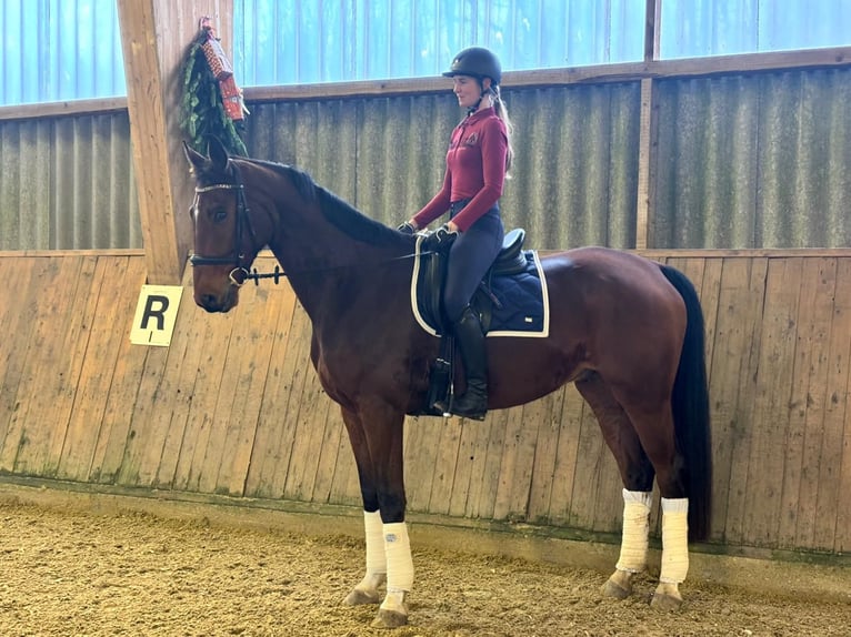 Westfaliano Castrone 7 Anni 173 cm Baio in Wuppertal