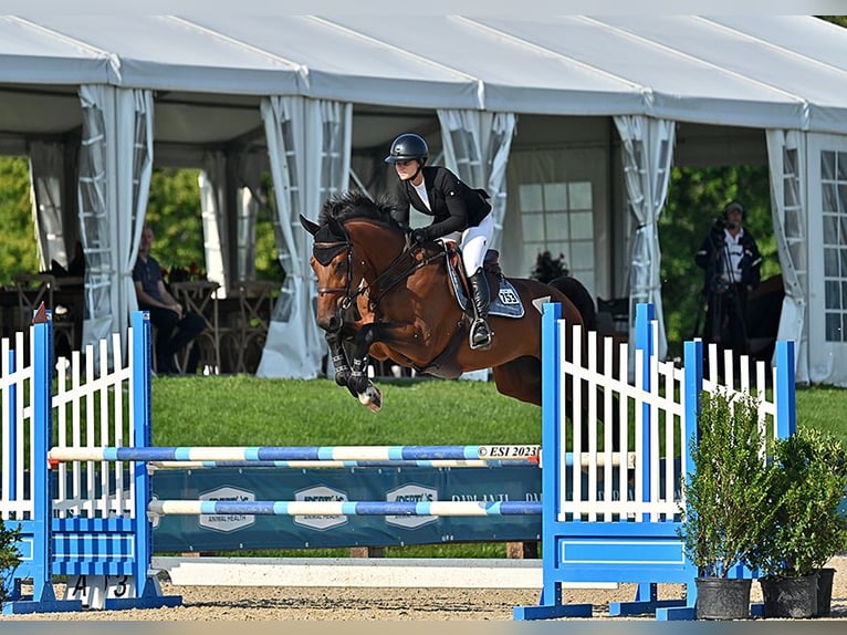 Westfaliano Castrone 7 Anni 173 cm Baio ciliegia in Wellington