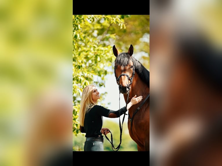 Westfaliano Castrone 7 Anni 173 cm Baio ciliegia in Wellington