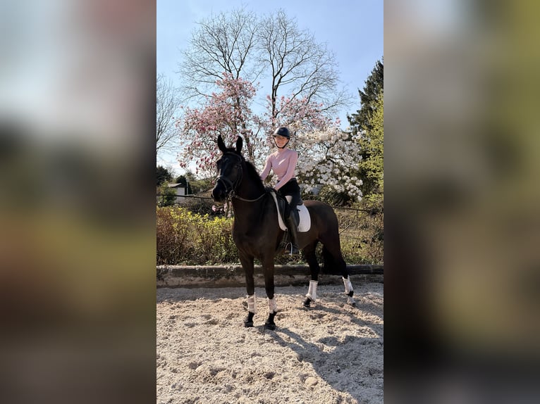 Westfaliano Castrone 7 Anni 173 cm Morello in Velbert
