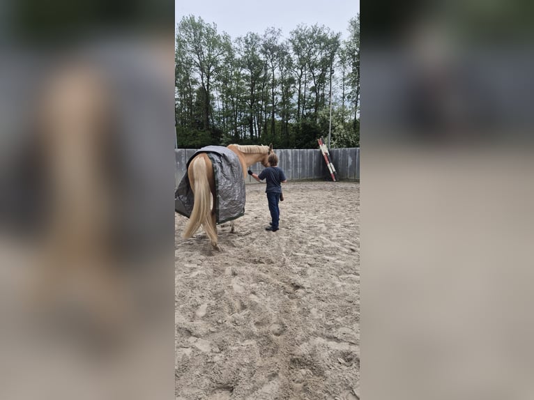 Westfaliano Castrone 7 Anni 173 cm Palomino in Stemwede