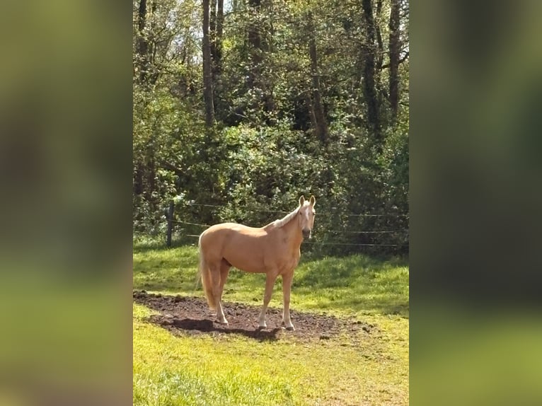 Westfaliano Castrone 7 Anni 173 cm Palomino in Stemwede