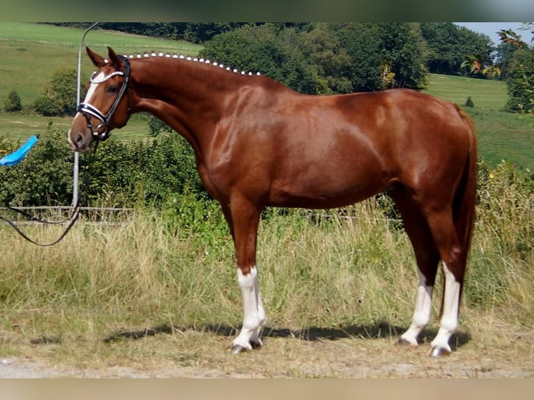 Westfaliano Castrone 7 Anni 173 cm Sauro in Iserlohn