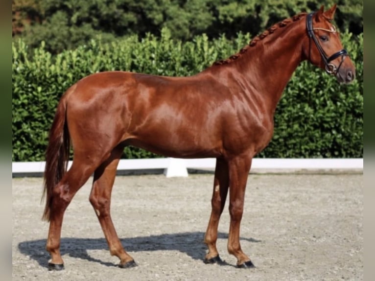 Westfaliano Castrone 7 Anni 173 cm Sauro in Bonefeld