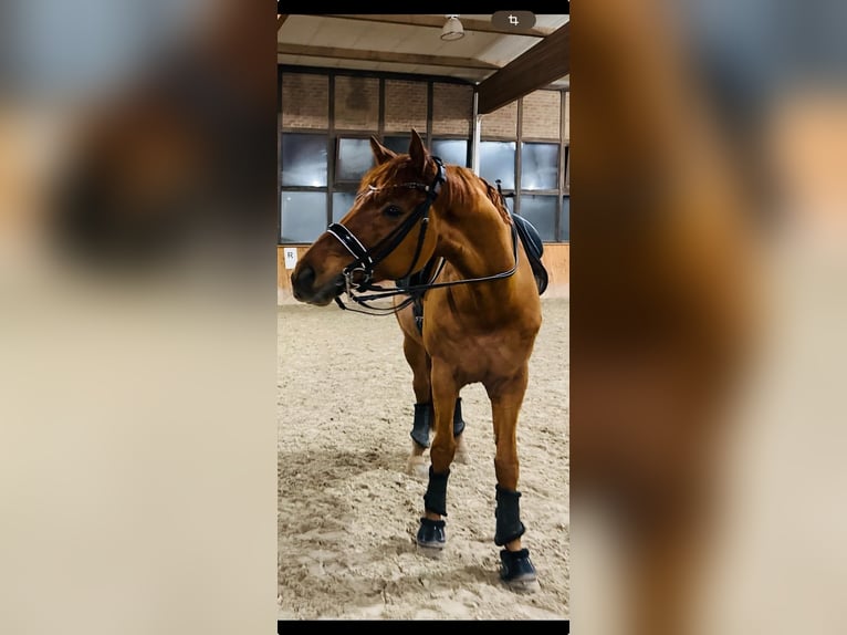 Westfaliano Castrone 7 Anni 173 cm Sauro in Bonefeld