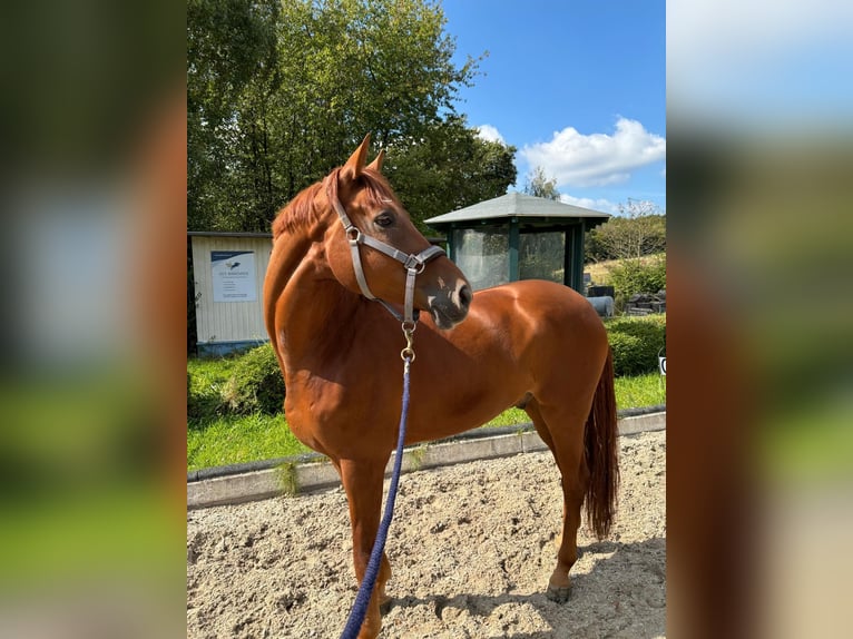 Westfaliano Castrone 7 Anni 173 cm Sauro in Bonefeld