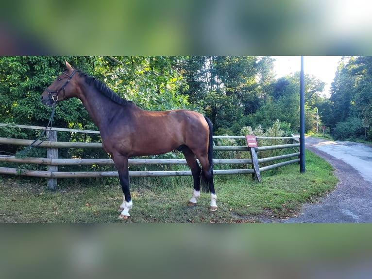 Westfaliano Castrone 7 Anni 174 cm Baio in Arnsberg