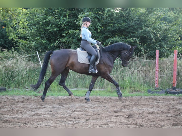 Westfaliano Castrone 7 Anni 174 cm Baio scuro in Porta Westfalica