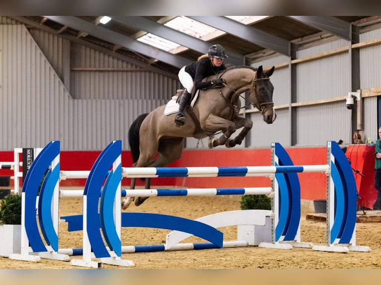 Westfaliano Castrone 7 Anni 174 cm Baio scuro in Waddinxveen