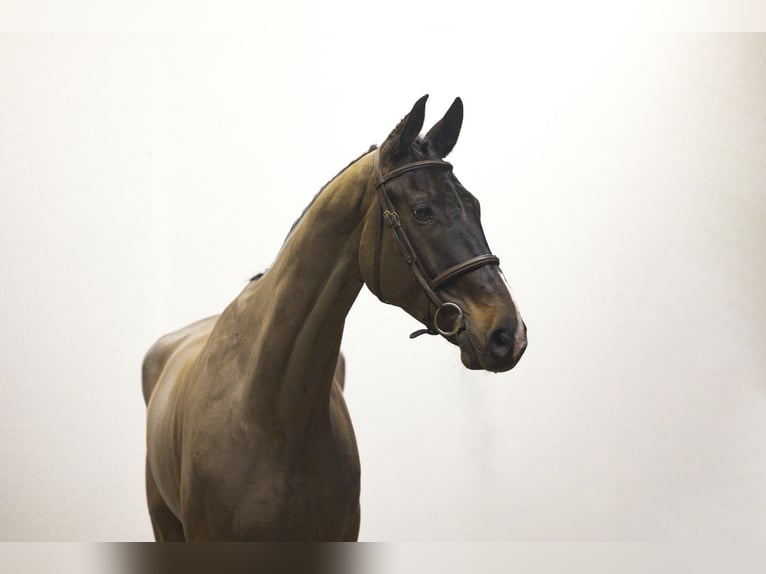 Westfaliano Castrone 7 Anni 174 cm Baio scuro in Waddinxveen