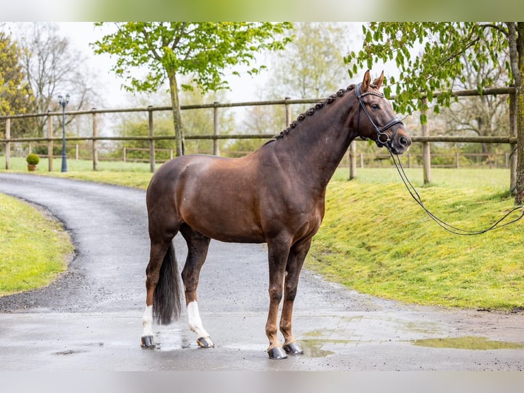 Westfaliano Castrone 7 Anni 175 cm Sauro in Meinerzhagen