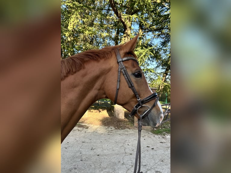 Westfaliano Castrone 7 Anni 175 cm Sauro in Werlte Westfaliano Castrone 7 Anni 175 cm Sauro in Werlte