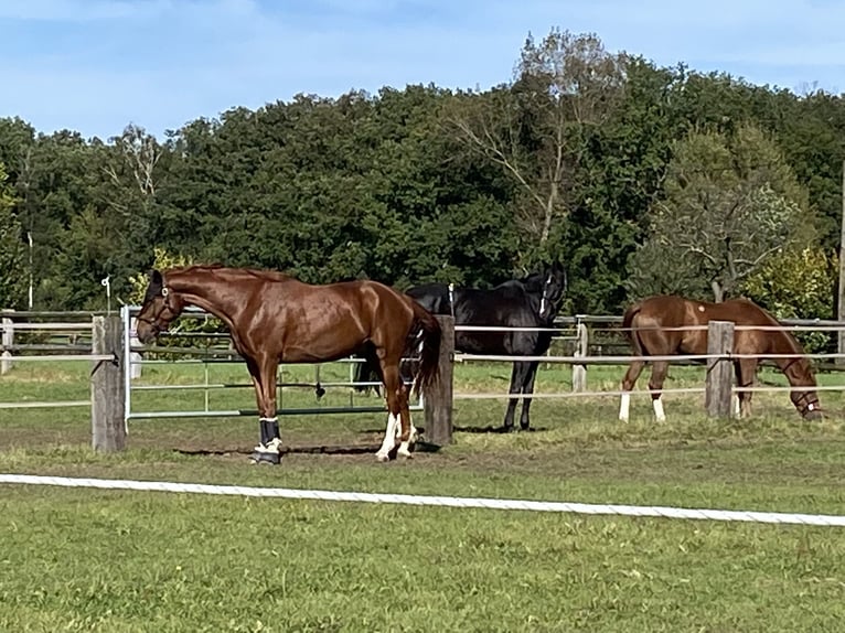 Westfaliano Castrone 7 Anni 175 cm Sauro in Olfen