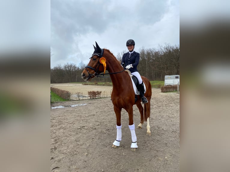 Westfaliano Castrone 7 Anni 175 cm Sauro in Olfen