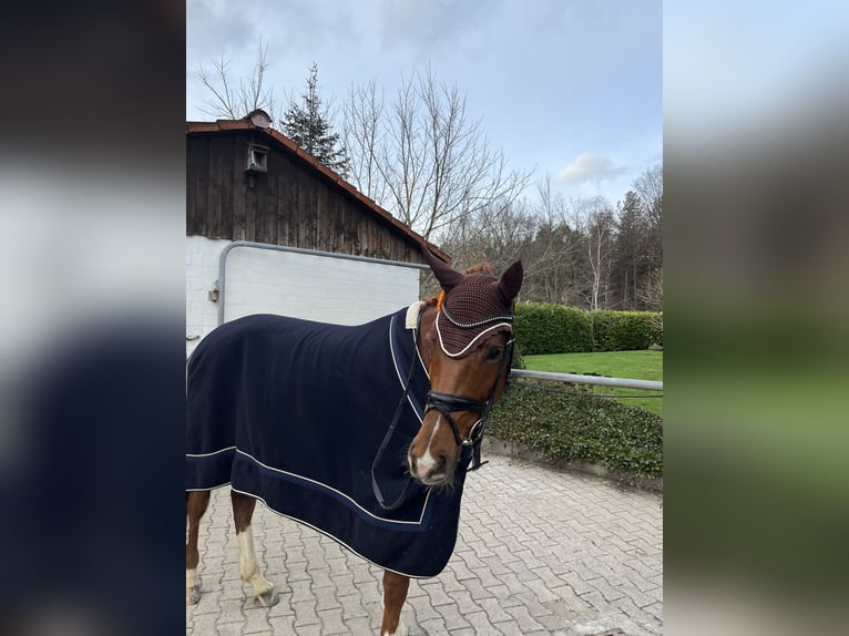 Westfaliano Castrone 7 Anni 175 cm Sauro in Olfen