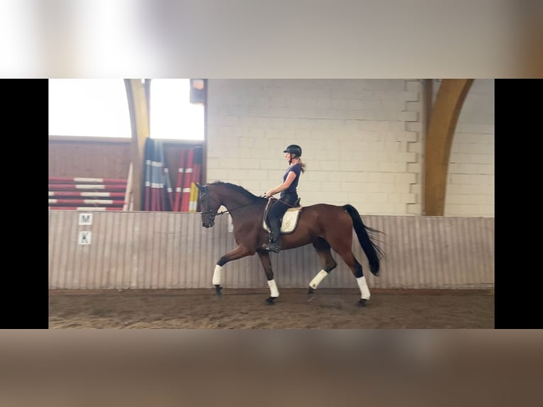 Westfaliano Castrone 7 Anni 183 cm Baio in Schenklengsfeld