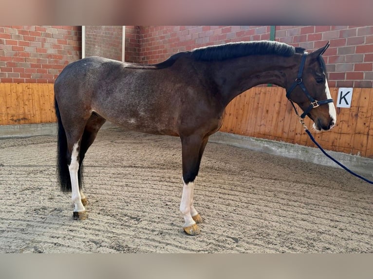 Westfaliano Castrone 7 Anni  in Horstmar