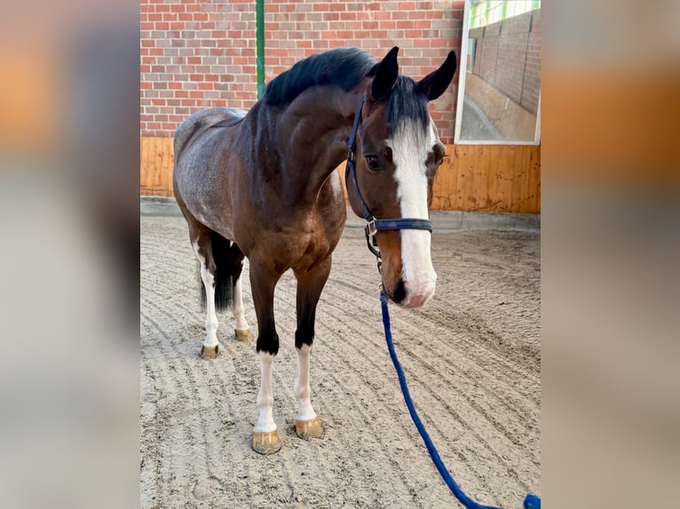 Westfaliano Castrone 7 Anni  in Horstmar