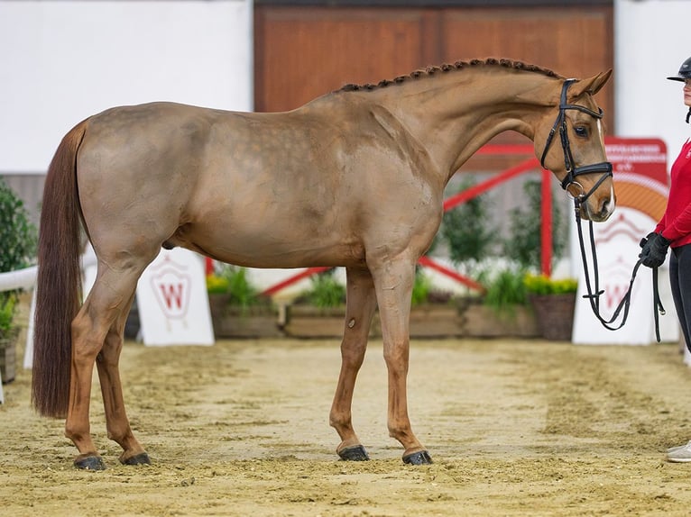 Westfaliano Castrone 7 Anni Sauro in Münster-Handorf