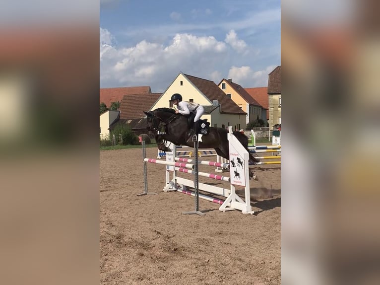 Westfaliano Castrone 8 Anni 161 cm Baio nero in Würzburg