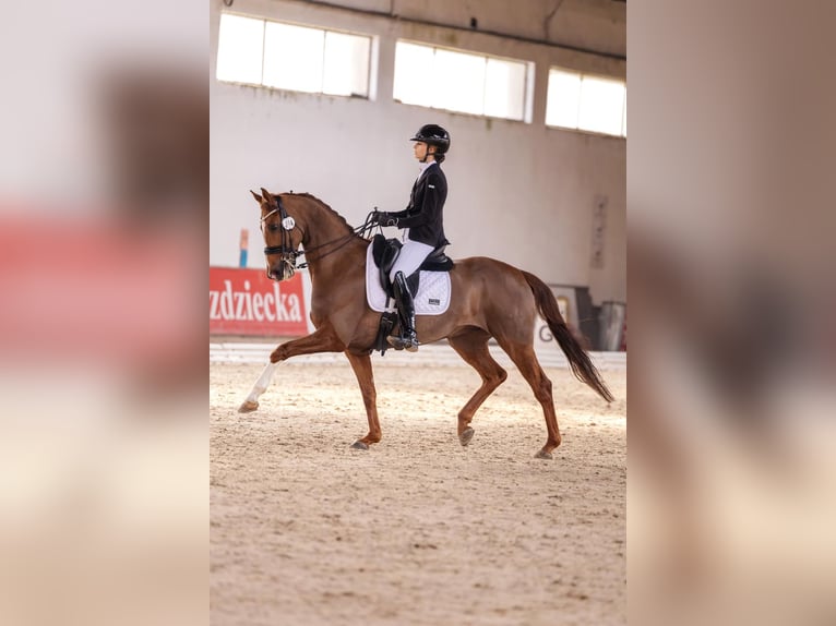 Westfaliano Castrone 8 Anni 163 cm Sauro in Szczecin