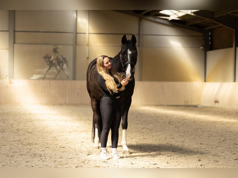 Westfaliano Castrone 8 Anni 164 cm Morello in Ottenbach