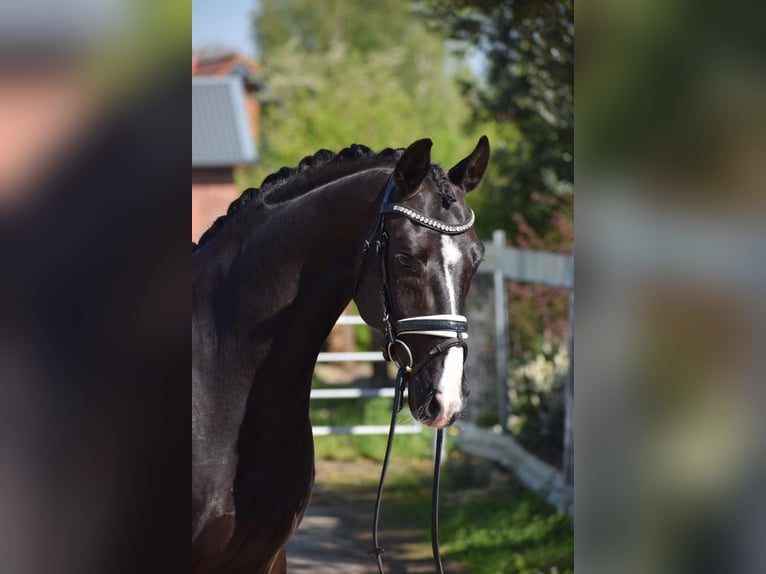 Westfaliano Castrone 8 Anni 164 cm Morello in Ottenbach