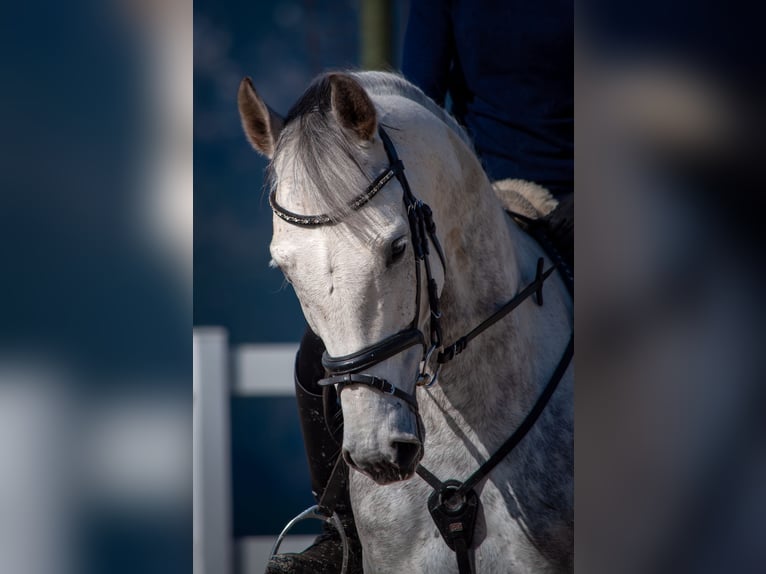 Westfaliano Castrone 8 Anni 165 cm Grigio in Aldrans