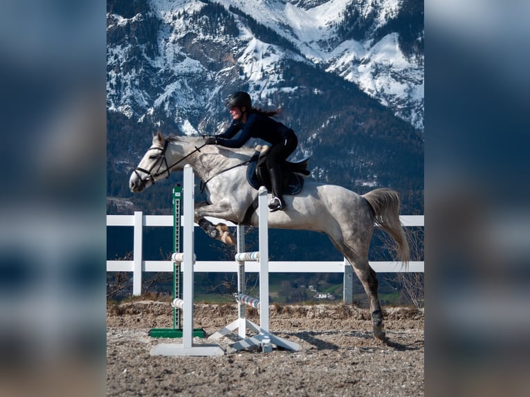 Westfaliano Castrone 8 Anni 165 cm Grigio in Aldrans