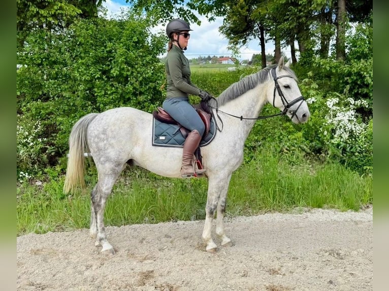 Westfaliano Castrone 8 Anni 165 cm Grigio in Davidschlag
