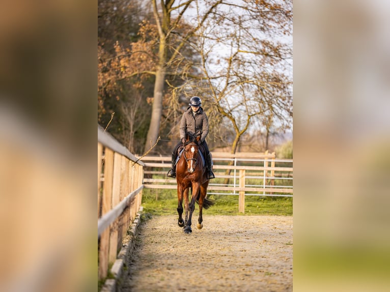 Westfaliano Castrone 8 Anni 166 cm Baio in Glandorf