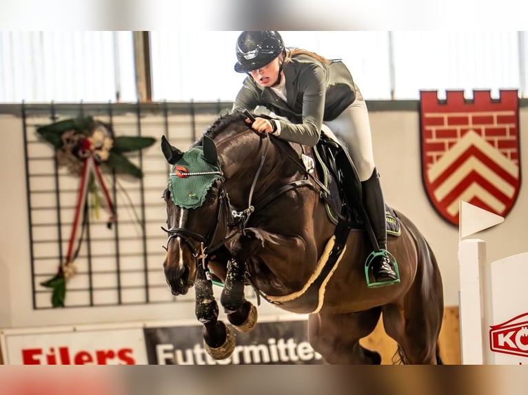 Westfaliano Castrone 8 Anni 166 cm Baio nero in Lienenienen