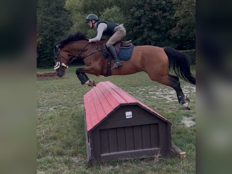 Westfaliano Castrone 8 Anni 167 cm Baio in Iserlohn Westfaliano Castrone 8 Anni 167 cm Baio in Iserlohn