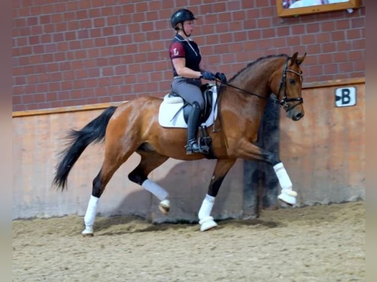 Westfaliano Castrone 8 Anni 167 cm Baio in Iserlohn Westfaliano Castrone 8 Anni 167 cm Baio in Iserlohn