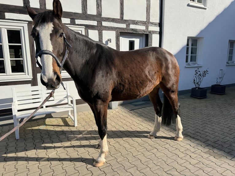 Westfaliano Castrone 8 Anni 167 cm Baio in Medebach