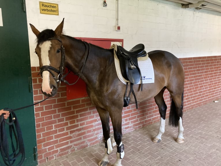 Westfaliano Castrone 8 Anni 167 cm Baio in Medebach
