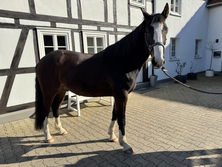 Westfaliano Castrone 8 Anni 167 cm Baio in Medebach