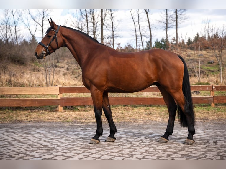 Westfaliano Castrone 8 Anni 167 cm Baio in Brno