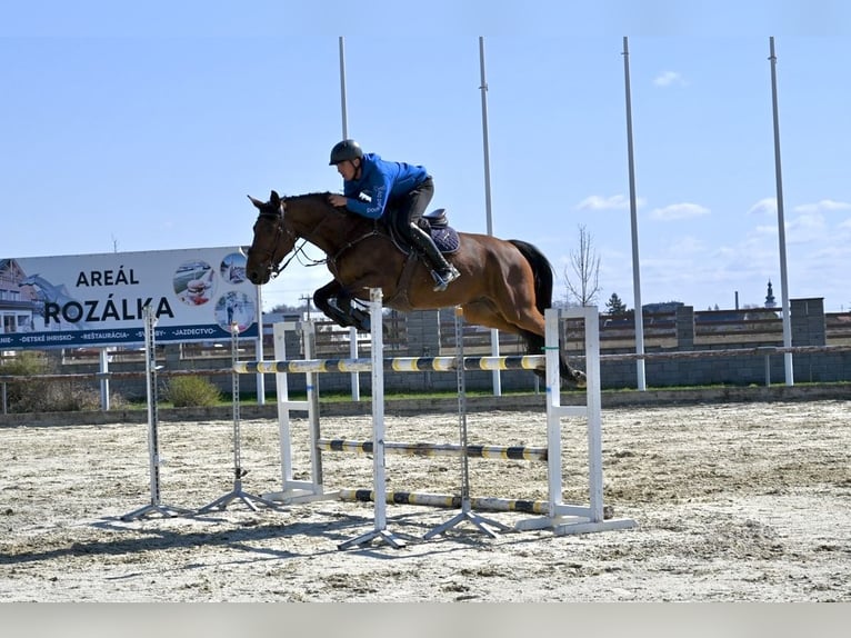 Westfaliano Castrone 8 Anni 167 cm Baio in Brno