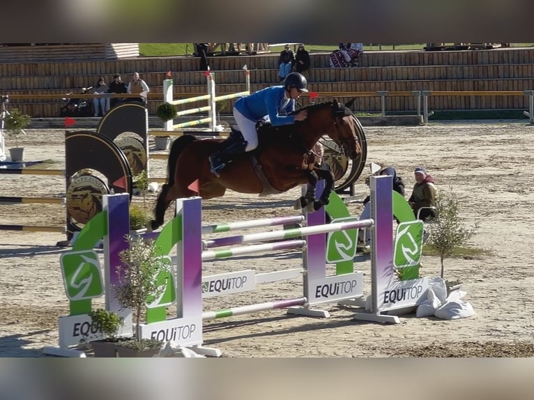 Westfaliano Castrone 8 Anni 167 cm Baio in Brno