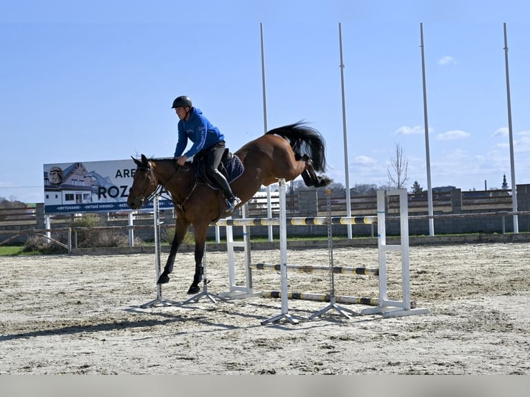 Westfaliano Castrone 8 Anni 167 cm Baio in Brno