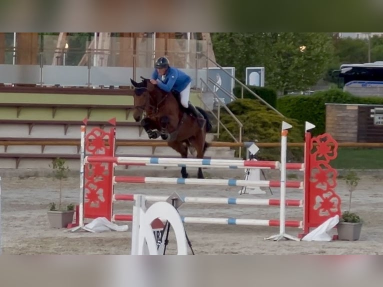 Westfaliano Castrone 8 Anni 167 cm Baio in Brno